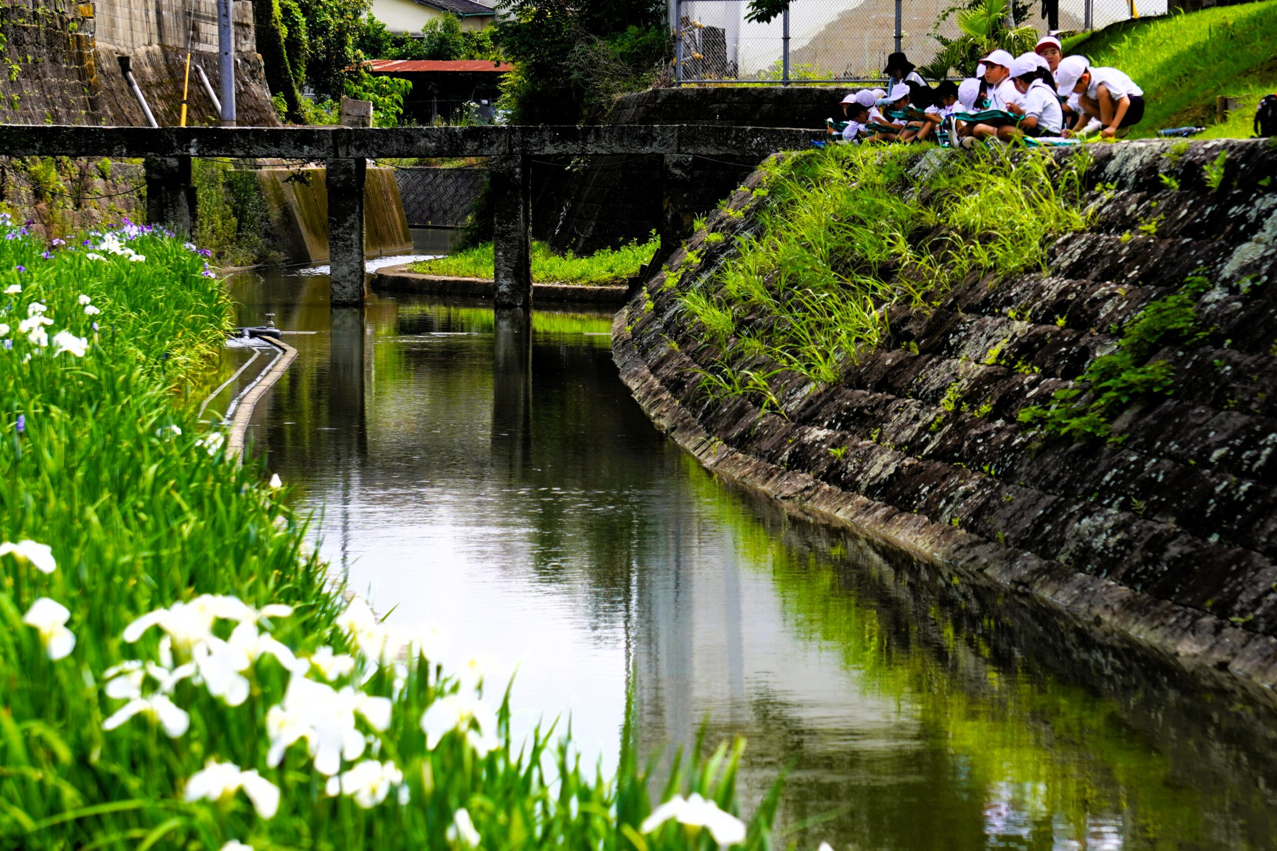 令和7年６月定例会 と　5月28日菖蒲撮影会